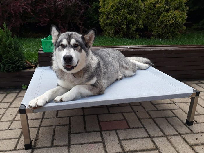 Husky světle šedé